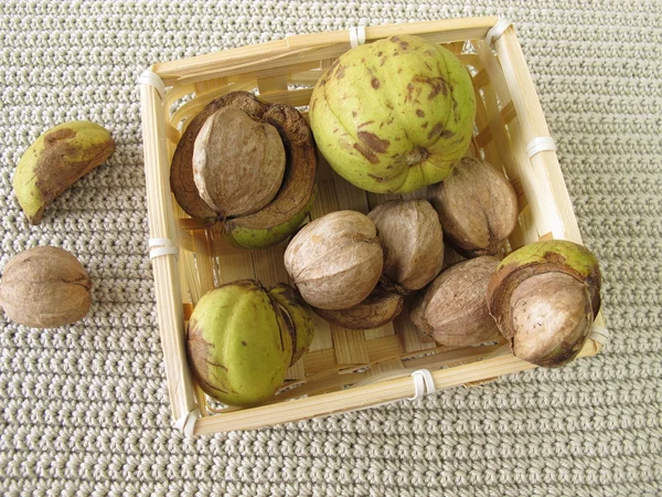 Shellbark hickory nuts in small basket — Stock Photo, Image