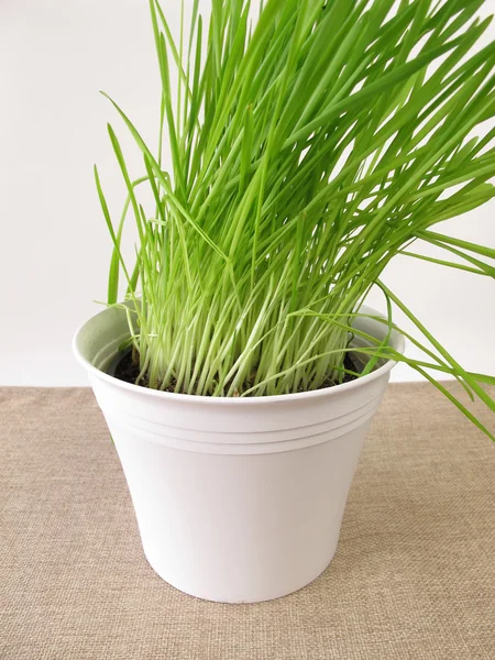 植木鉢に緑の麦草 — ストック写真