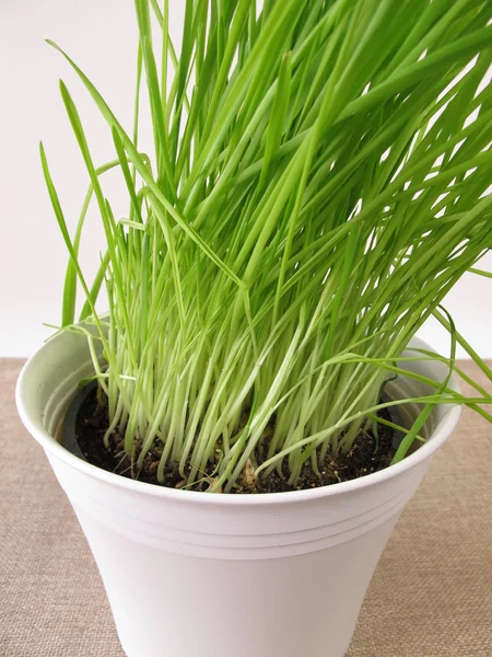 Gröna oat grass i blomkruka — Stockfoto