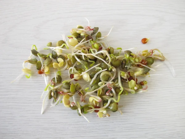 Shoots from lentils, radish, quinoa — Stock Photo, Image