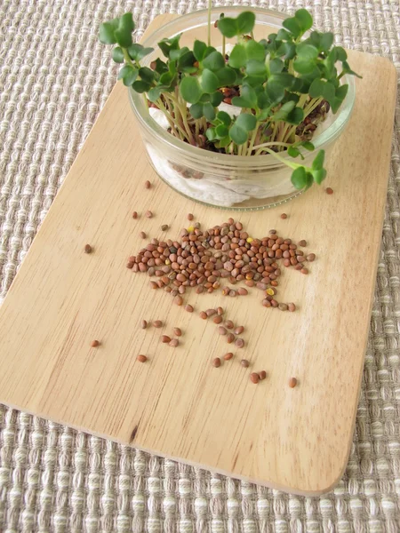 Ridichi semințe și germeni în sticlă — Fotografie, imagine de stoc