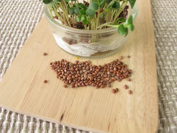 Ravanelli semi e germogli in vetro — Foto Stock