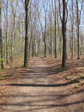 Yaprak döken orman bahar şeritte ülke