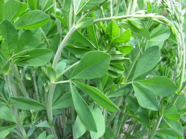 Sarı yanlış Indigo baptisia ağacı