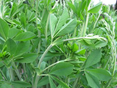 Sarı yanlış Indigo baptisia ağacı