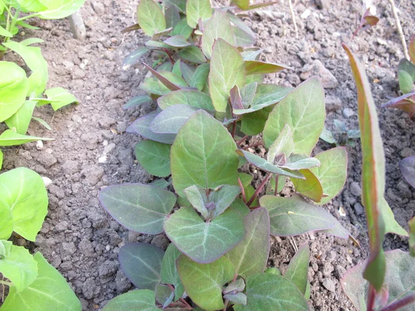 Bahçe orache, Atriplex hortensis — Stok fotoğraf