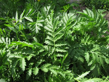 Solucan otu, pire otu vulgare