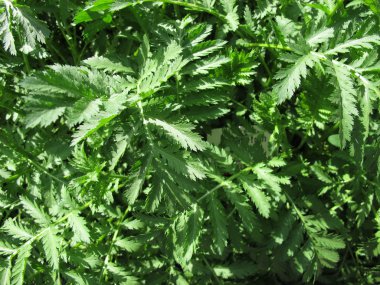 Solucan otu, pire otu vulgare