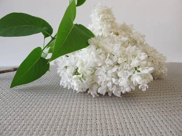 Buquê de flores brancas lilás — Fotografia de Stock