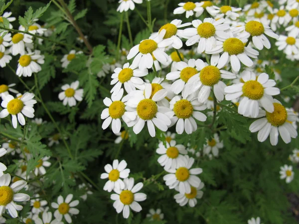 Virágzó őszi margitvirág, Tanacetum parthenium — Stock Fotó