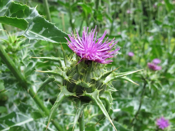 Virágos Mária bogáncs, Silybum marianum — Stock Fotó