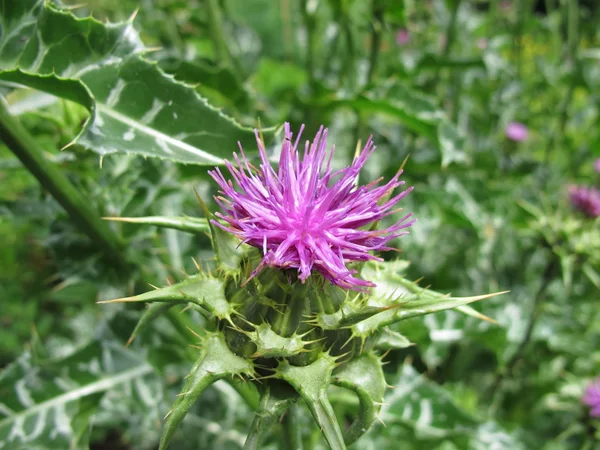 Blühende Mariendistel, Silybum marianum — Stockfoto