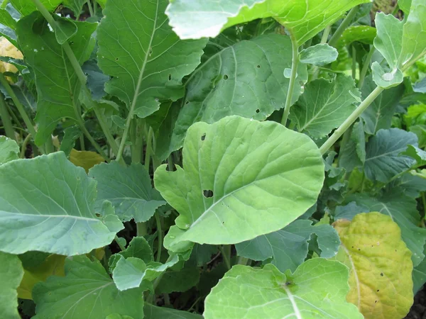 Marrow-stem kale, Brassica oleracea — Stock Photo, Image