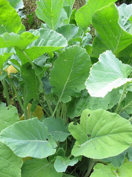 Col rizada de médula, Brassica oleracea — Foto de Stock