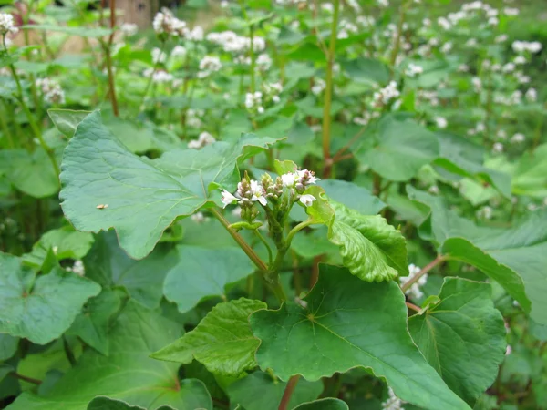 Buckwheat, Fagopyrum esculentum — Stock Photo, Image