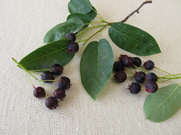 Стиглі Juneberries — стокове фото