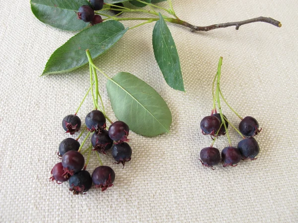 成熟的 Juneberries — 图库照片