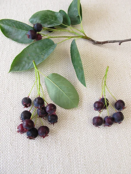 Érett Juneberries — Stock Fotó