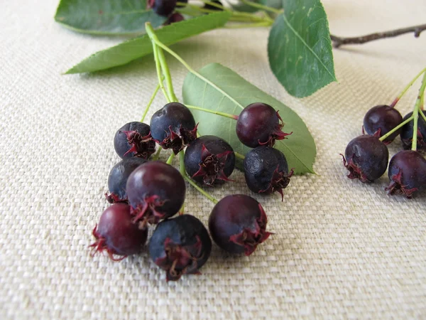 Zralé Juneberries — Stock fotografie