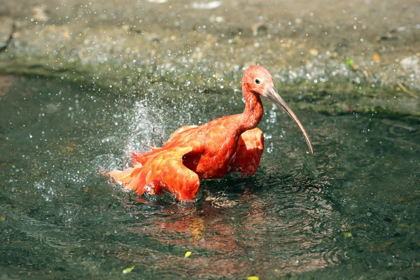 Eudocimus シリコンゴム ショウジョウトキ — ストック写真