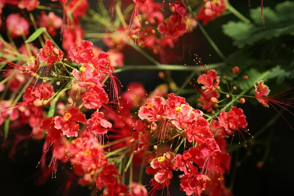 Fiore di pavone, Caesalpinia pulcherrima — Foto Stock