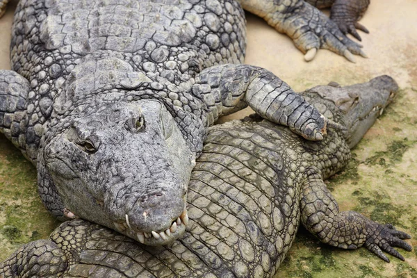 Crocodilo do nilo, crocodylus niloticus — Fotografia de Stock