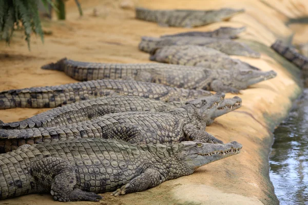 Coccodrillo del Nilo, crocodylus niloticus — Foto Stock