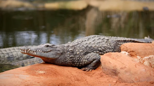 Crocodilo do nilo, crocodylus niloticus — Fotografia de Stock