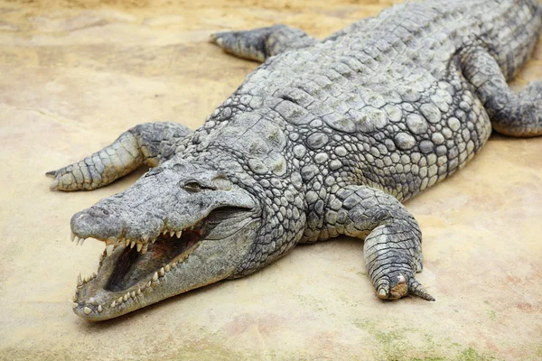 Nile crocodile, Crocodylus niloticus — Stock Photo, Image