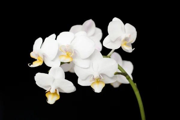 Moth Orchid — Stock Photo, Image