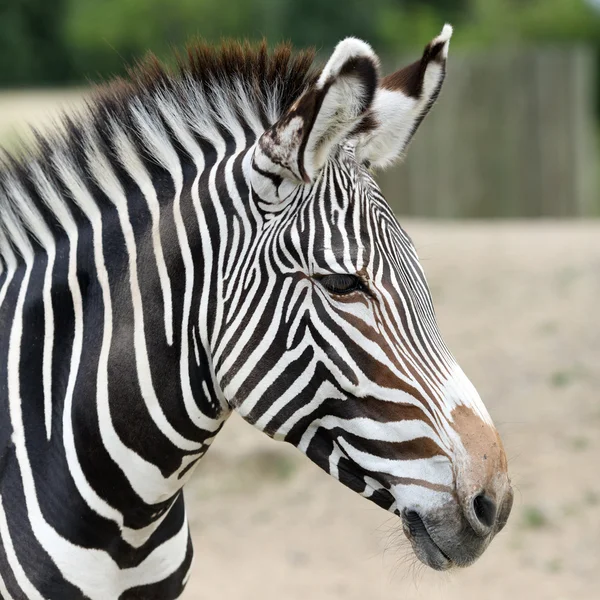 Zebra — Zdjęcie stockowe