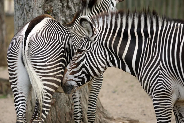 Zebra — Zdjęcie stockowe