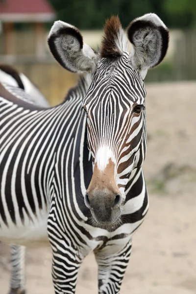 Zebra — Stok fotoğraf