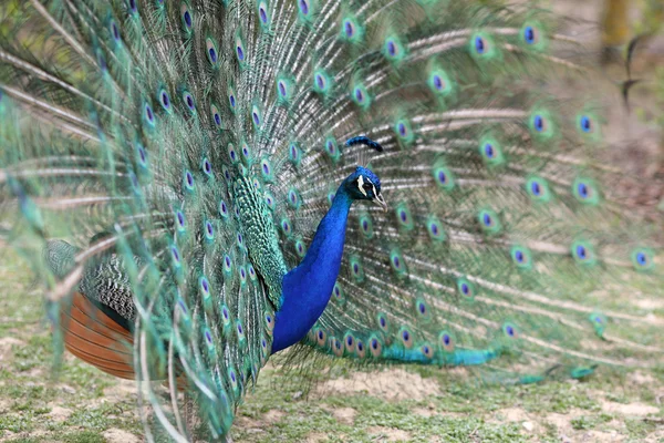 Indisk påfågel, pavo cristatus — Stockfoto