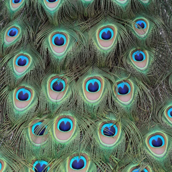 Indisk påfågel, pavo cristatus — Stockfoto