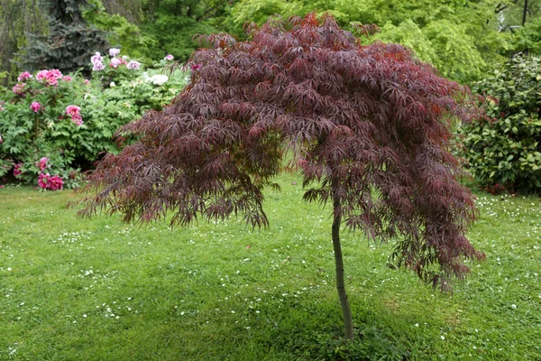 Acer palmatum Стокова Картинка