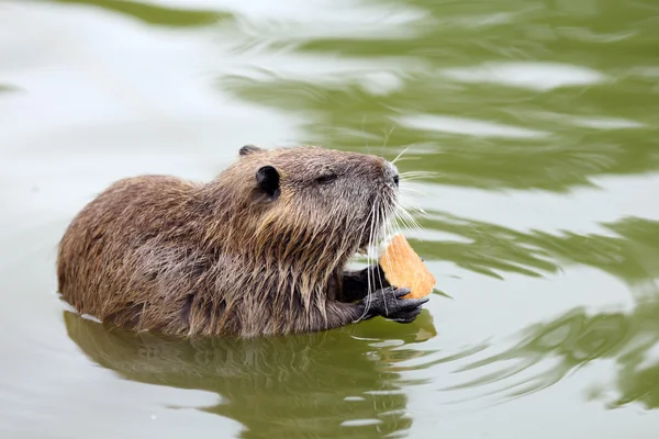 Koypu oder Nutria — Stockfoto