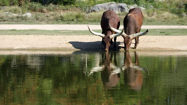 Watusi u řeky — Stock fotografie