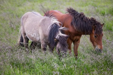 bir mera otlayan atlar