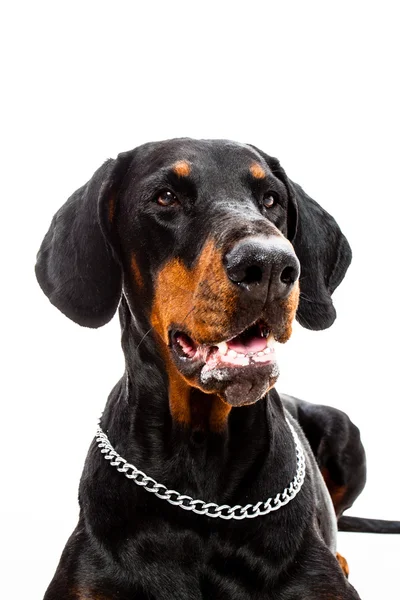 Doberman Pinscher perro — Foto de Stock