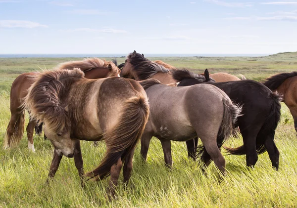 Bir mera otlayan atlar — Stok fotoğraf