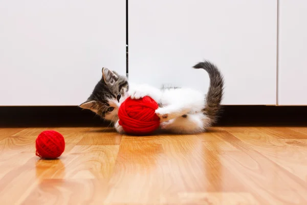 Gatinho jogando — Fotografia de Stock