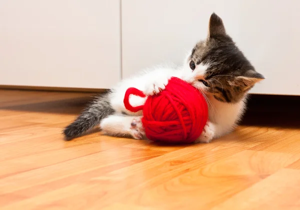 Kitten playing with a ball of yarn — Stock Photo, Image