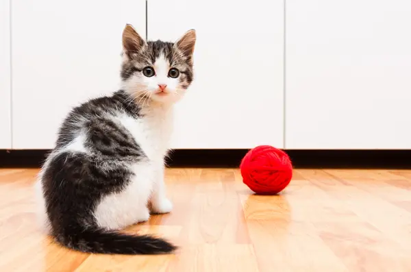 Kitten playing with a ball of yarn — Stock Photo, Image