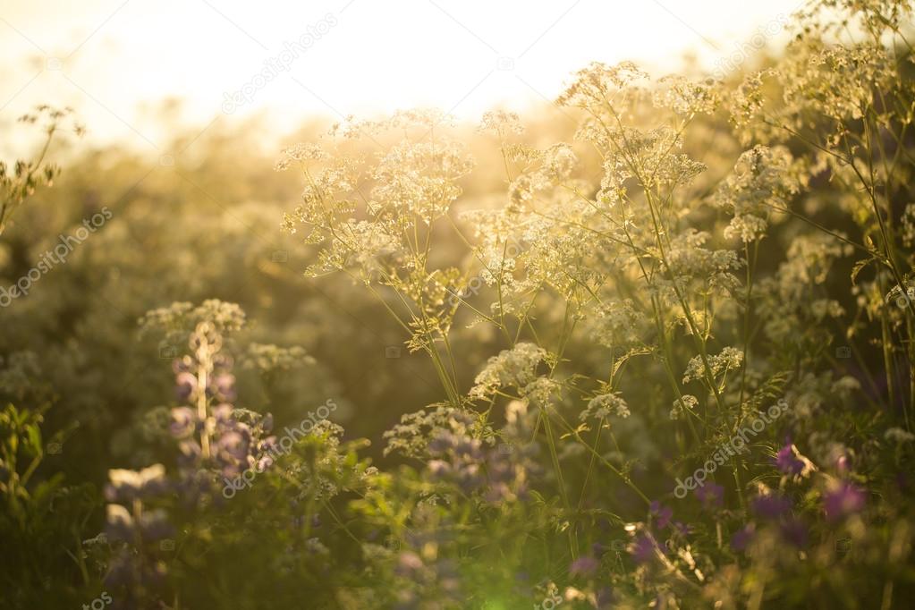 Wild flowers in summer