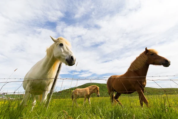Çitin arkasında İzlandalı atlar — Stok fotoğraf