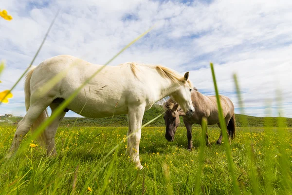 İzlandalı atlar otlatma — Stok fotoğraf