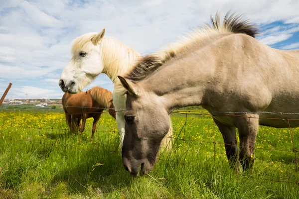 İzlandalı atlar otlatma — Stok fotoğraf