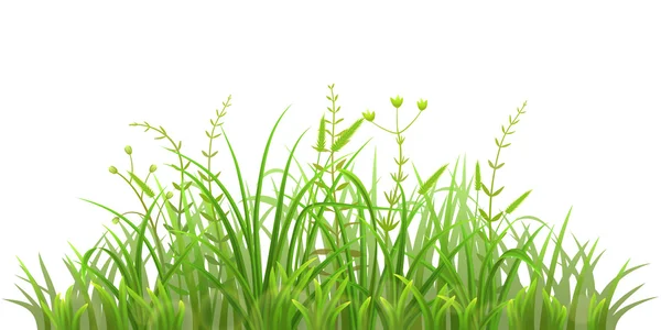 Vers groen gras — Stockvector