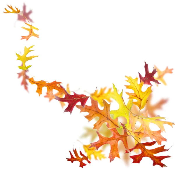 秋天的叶子的旋流 — 图库照片